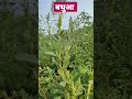 बथुआ bathua chenopodium_album shortvideo youtubeshorts grass herbs shorts