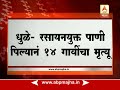 धुळे रसायनयुक्त पाणी पिल्यानं 14 गायींचा मृत्यू