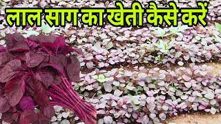 लाल साग का खेती कैसे करें|| lal sag ka kheti#sag #farming #kheti kisan