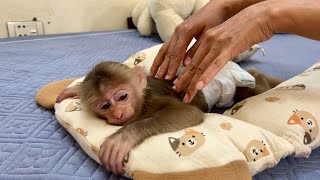 Mom helps monkey abi massage when she sees monkey abi tired