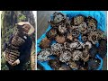 Harvesting Hornet Bee//Cooking Tangkhul Naga Style