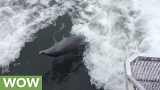 Playful dolphin swims in boat's wake