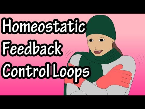 Positive and negative feedback loops – Negative feedback loops – Positive feedback loops