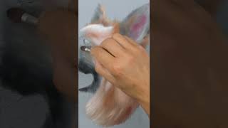 How To Draw Fur In Pastel Pencils #arttutorial  #pastelpencil #pastel
