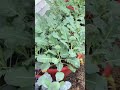 Broccoli, Torpedopot, #Gardening #Broccoli