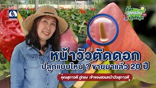 ส่องสูตรลับกับปุ๋ยไข่มุก ตอน หน้าวัวตัดดอก