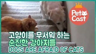 고양이를 무서워 하는 순진한 강아지들 Dogs are afraid of cats