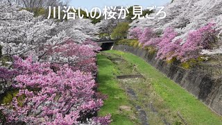 【満開】川沿いの桜　昭和記念公園