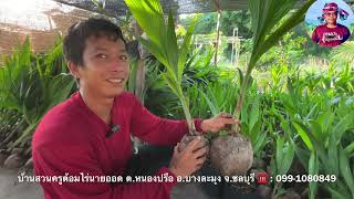 มะพร้าวพวงร้อย มะพร้าวพวงร้อยโบราณ ต้องมีติดสวน ปลูกประดับสวนบ้านสวน | เกษตรผสมผสาน | บ่าวยุทธพาจ้วด