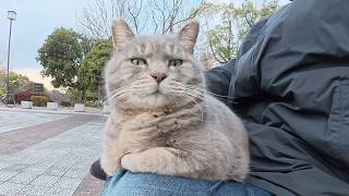 トトロ猫が黒猫を追い払ってひざの上にドッシリと座る