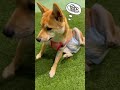 【大失敗】室内ドッグランで動けなくなった犬【豆柴くるみ】vol.186 shorts