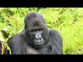 dominant silverback twibuke rests dian fossey gorilla fund