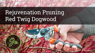 Rejuvenation Pruning of Red Twig Dogwood \u0026 Other Ornamental Shrubs