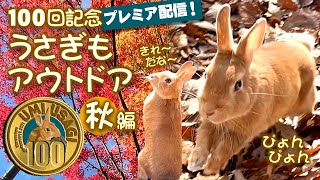 100回記念プレミア配信 うさぎもアウトドア 庭んぽ(うさんぽ)秋編　 [100]