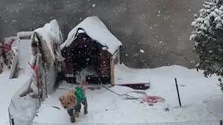 小卷毛是第一次见这么大的雪呢当小动物们遇到雪 中华田园犬 小狗日记