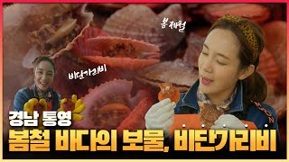 [6시 내고향-창원] 봄철 바다의 보물 '비단가리비' (KBS 2023.04.25.화요일)