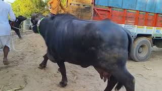 pure banni buffalo seling