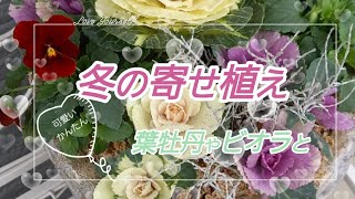 【冬の寄せ植え】葉牡丹やビオラで寄せ植えにしてみました😊お正月にもOK😊