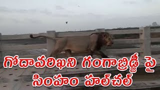 Lion Spotted on Godavarikhani Ganga Bridge || VS9 NEWS