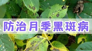 高温高湿多雨的夏天一定要防治月季黑斑病和各种真菌性病害 控制住病害秋天才能再爆花丨5DC