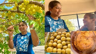 சிறுநெல்லி தொக்கு | தேன்நெல்லி  | star Gooseberry | Honey Gooseberry | Gooseberry pickle