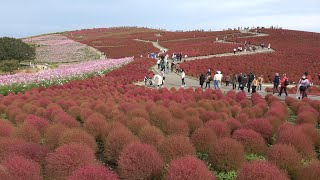 【4K】三島～鎌倉～国営ひたち海浜公園 Mishima - Kamakura - Hitachi Seaside Park