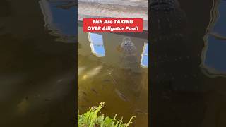 Fish Are TAKING OVER Alligator Pool! 😱🐟🐊#shorts #alligator