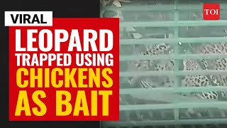 Viral video | Leopard trapped using chickens as bait