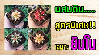 ผสมดินสูตรพิเศษ!! เฉพาะยิมโนเท่านั้น | โตเร็ว โตไว แน่นอน | Ep.24