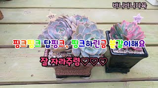 핑크핑크한 탑핑크,핑크하린금 분갈이해요#succulent #다육이 #다육식물