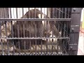 【癒し】エゾヒグマさんモグモグタイム（王子動物園） healing ezo brown bear mog mog time oji zoo