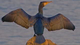 Three Minutes With Cormorants and Shags