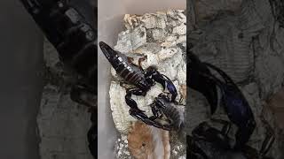 Scorpion mating ending with a sting 🦂🦂 #scorpion #shorts #short