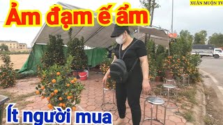 26 Tết rồi mà người mua hoa quất cảnh ít thị trường ảm đạm