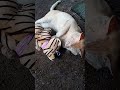 cat nature cat s father s love🐈 පූසා🐈 පිය සෙනෙහසට කවි ගී... ලියවුණා මදී...පූස් පැටියට තියෙන ආදරේ..🥰