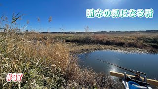 新木水路の気になる所(水草際)でヘラブナ狙って…2024.12.15