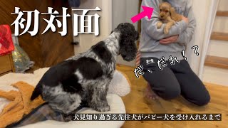 【犬見知り過ぎる先住犬がパピー犬を受け入れるまで#1】ついにこの日がやってきた　イングリッシュコッカースパニエル「みみ」の気持ち