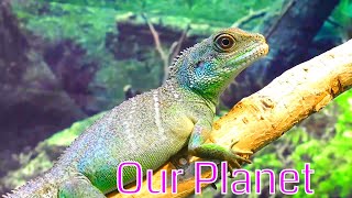 Our Planet | One Planet | FULL EPISODE | wild animals | natural beauty | m alam 17 | documentary