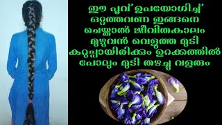 ഈ പൂവ് ഉപയോഗിച്ച് 1 ദിവസം കൊണ്ട് എത്ര നരച്ച മുടിയും കറുപ്പിക്കാം ഉറക്കത്തിൽ പോലും മുടി തഴച്ചു വളരും