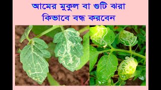 টমেটোর লীফ মাইনার- কীটনাশক ছাড়াই পোকা দমন/Tomato leaf miner- control without pesticides