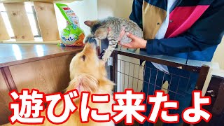 保護猫と遊びたくて2階に来ちゃったレトリバーのまる