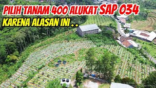 850 Pohon Alpukat SAP 034 & Alpukat Pluwang