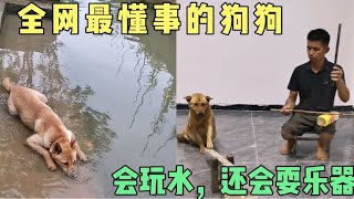 全网最懂事的中华田园犬，夏天了，自己会玩水，还会耍乐器#狗狗 #dog