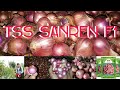 SANREN F1, Bawang Merah dari Biji Produksi Tinggi#bawang_merah#sanrenf1