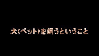 犬(ペット)を飼うということ　破壊編