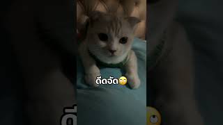 หนีดีฝ่า#ชาลีตัวแสบ #แมวตลก #แมวน่ารัก #youtubeshorts