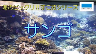 海のビックリ！！すご技シリーズ②「すご技サンゴ」