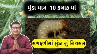 મુંડા  માત્ર 10 કલાક માં સાફ  સોલિત પરિણામ  l  100% અસરકારક l  ખેતી કા સાગર l