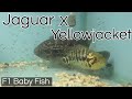 Hybrid Jaguar x Yellow Jacket with F1 Baby fish | Cichlid Park-Sri Lanka