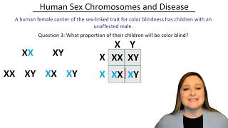 X and Y: the Genetics of Sex-linked Genes (with practice questions!)